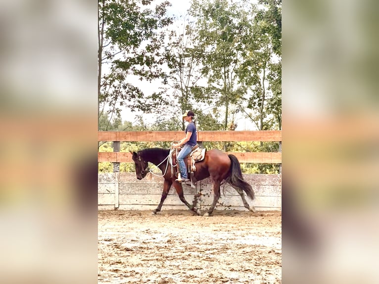 American Quarter Horse Ruin 3 Jaar 153 cm Bruin in Cortazzone