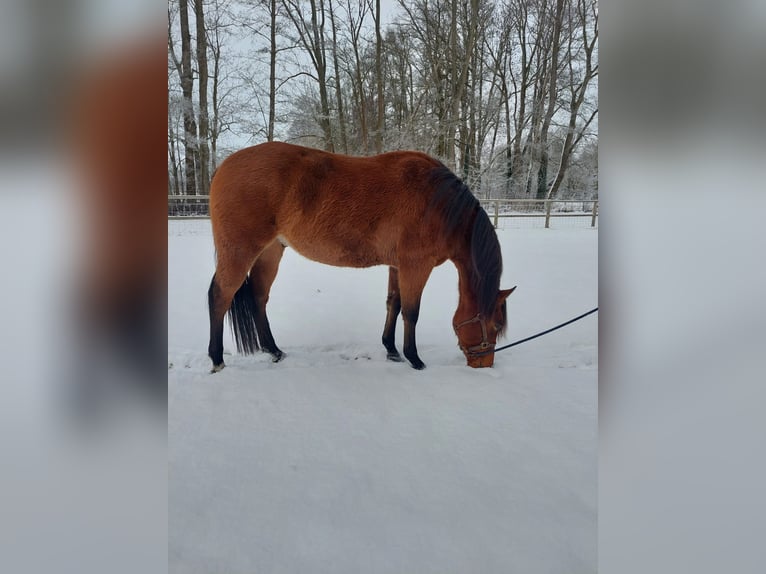 American Quarter Horse Ruin 3 Jaar 153 cm Bruin in Zossen