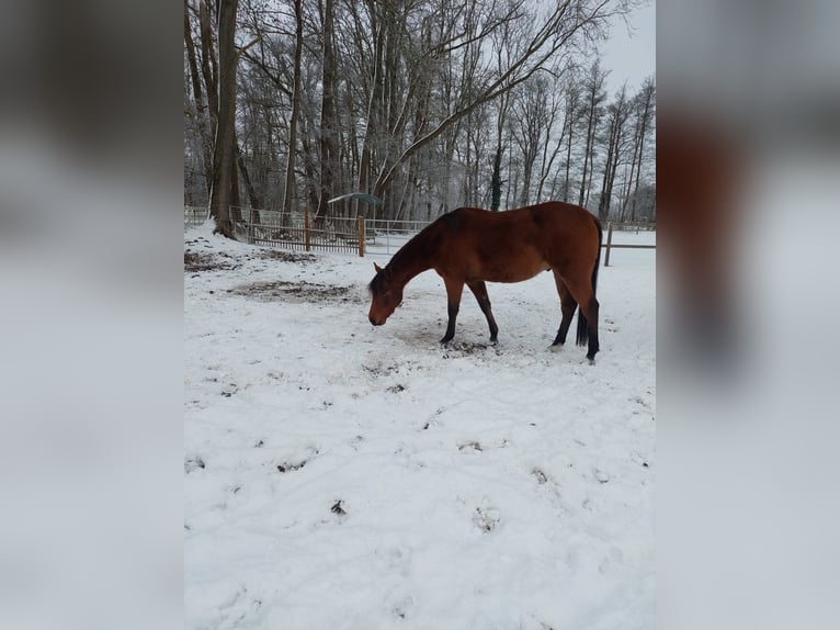 American Quarter Horse Ruin 3 Jaar 153 cm Bruin in Zossen