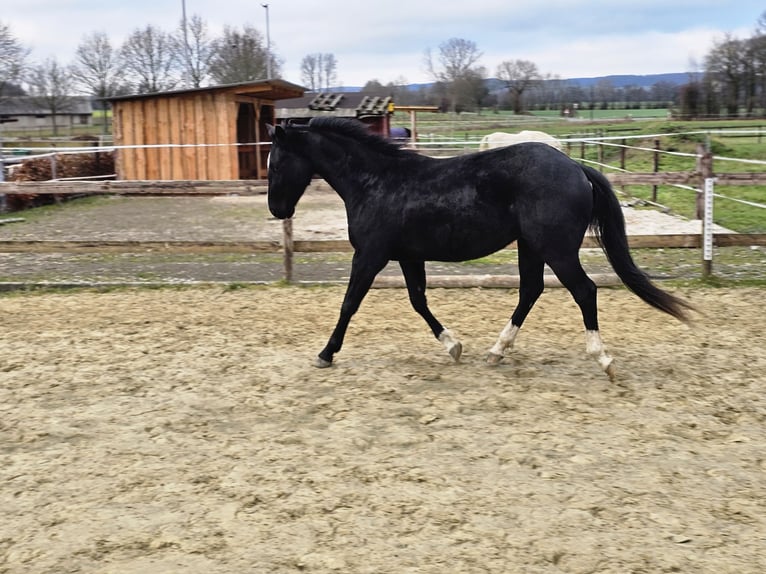 American Quarter Horse Ruin 3 Jaar 153 cm Donkerbruin in Havixbeck