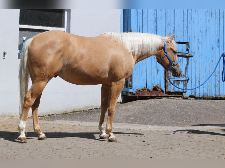 American Quarter Horse Ruin 3 Jaar 153 cm Palomino in Donaueschingen