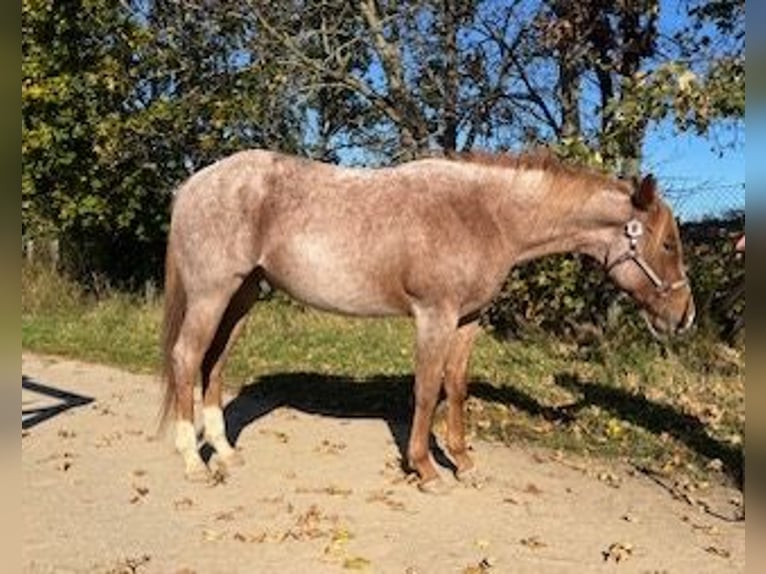 American Quarter Horse Ruin 3 Jaar 153 cm Roan-Red in Stahnsdorf