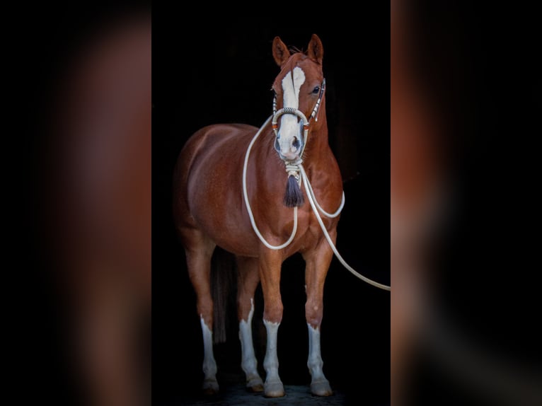 American Quarter Horse Ruin 3 Jaar 153 cm Vos in Duingen