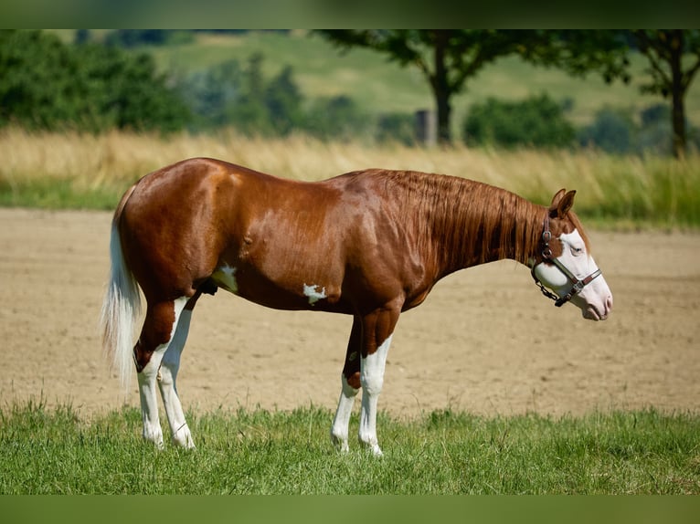 American Quarter Horse Ruin 3 Jaar 153 cm Wit in München American Quarter Horse Ruin 3 Jaar 153 cm Wit in München