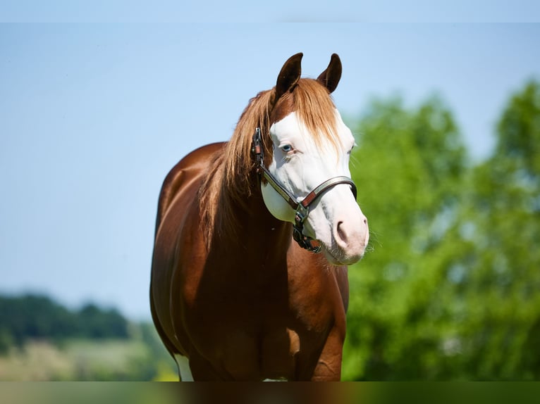 American Quarter Horse Ruin 3 Jaar 153 cm Wit in München American Quarter Horse Ruin 3 Jaar 153 cm Wit in München