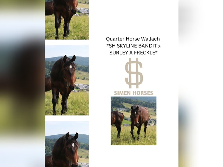 American Quarter Horse Ruin 3 Jaar 154 cm Donkerbruin in Steinen