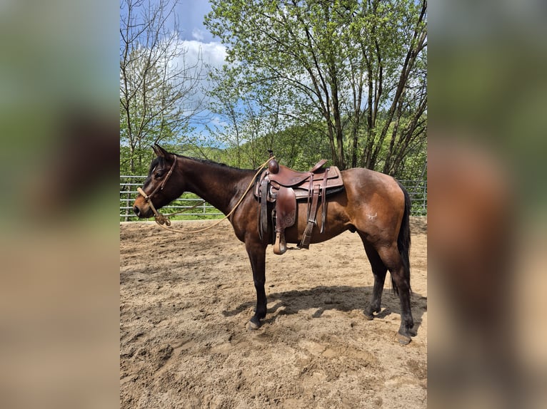 American Quarter Horse Ruin 3 Jaar 154 cm Donkerbruin in Steinen