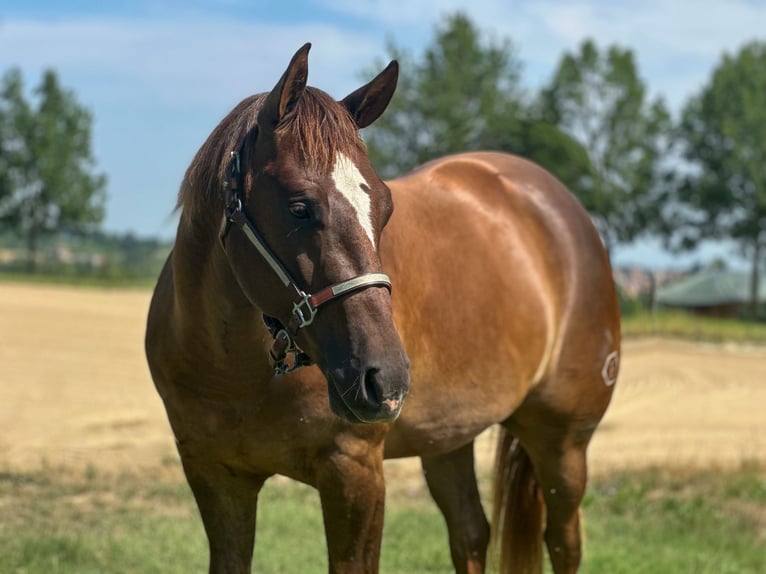 American Quarter Horse Ruin 3 Jaar 154 cm Donkere-vos in München American Quarter Horse Ruin 3 Jaar 154 cm Donkere-vos in München