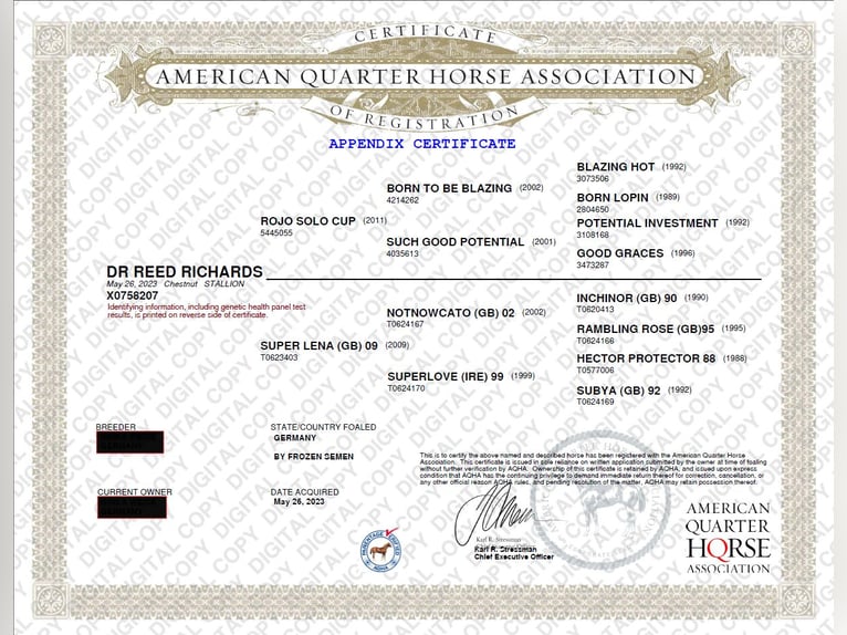American Quarter Horse Ruin 3 Jaar 154 cm Vos in Bad Zwischenahn