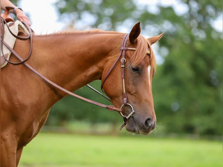American Quarter Horse Ruin 3 Jaar 154 cm Vos in Bad Zwischenahn
