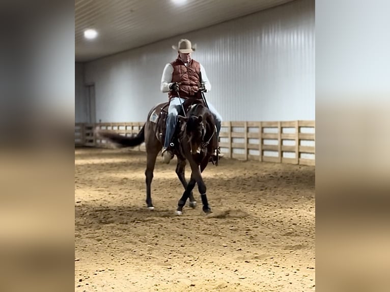 American Quarter Horse Ruin 3 Jaar 155 cm Buckskin in Benton, KY