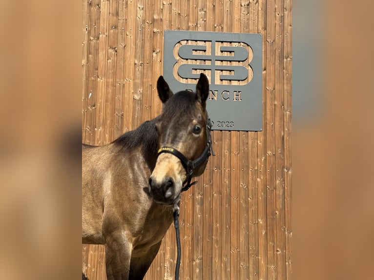 American Quarter Horse Ruin 3 Jaar 155 cm Buckskin in Lahn