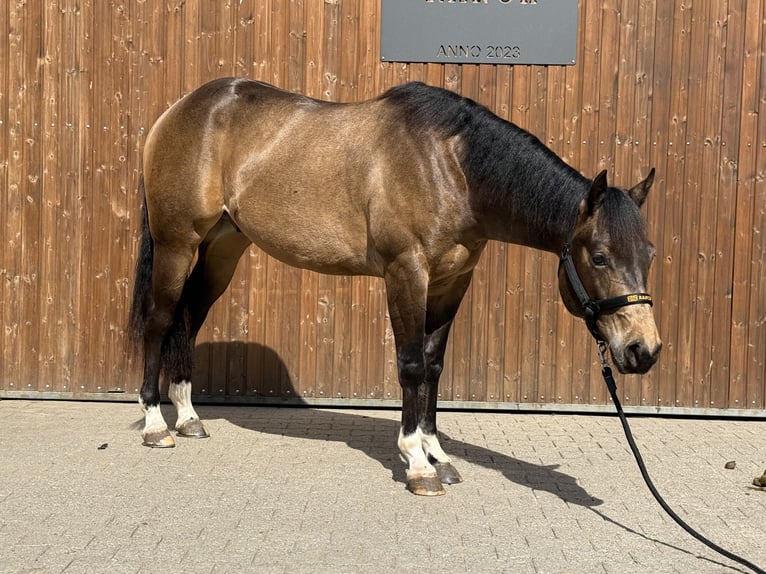 American Quarter Horse Ruin 3 Jaar 155 cm Buckskin in Lahn