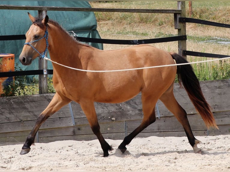 American Quarter Horse Ruin 3 Jaar 155 cm Buckskin in Müglitztal