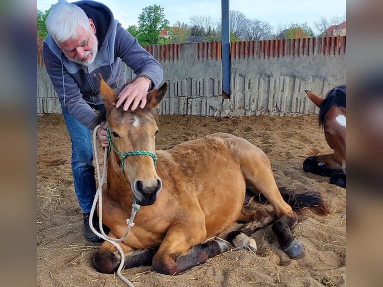 American Quarter Horse Ruin 3 Jaar 155 cm Buckskin in Müglitztal