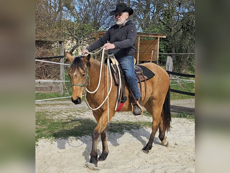American Quarter Horse Ruin 3 Jaar 155 cm Buckskin in Müglitztal