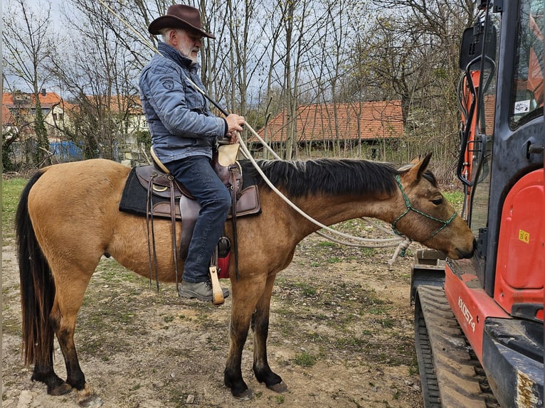 American Quarter Horse Ruin 3 Jaar 155 cm Buckskin in Müglitztal