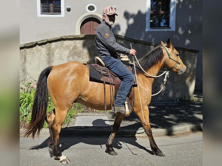 American Quarter Horse Ruin 3 Jaar 155 cm Buckskin in Müglitztal