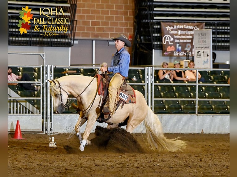 American Quarter Horse Ruin 3 Jaar 155 cm Palomino in Bellevue