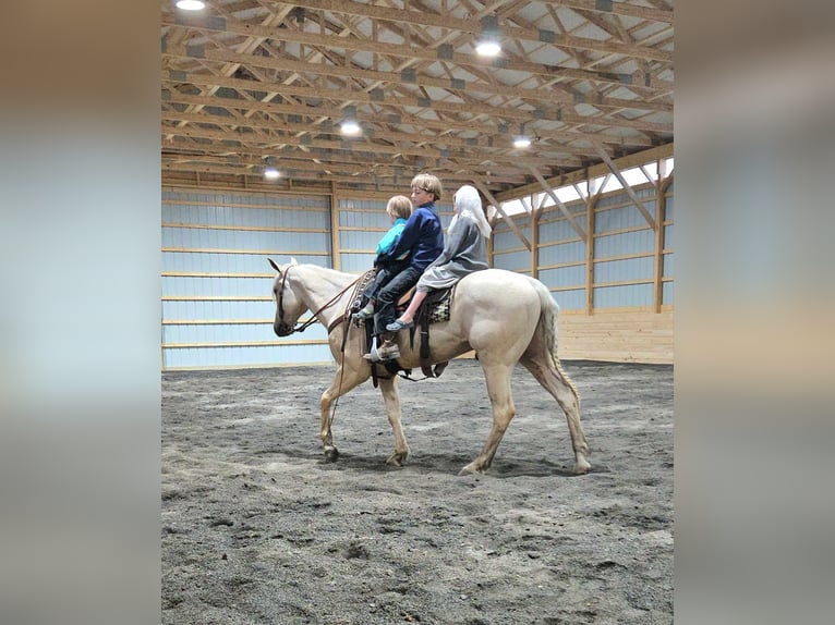 American Quarter Horse Ruin 3 Jaar 155 cm Palomino in Rebersburg