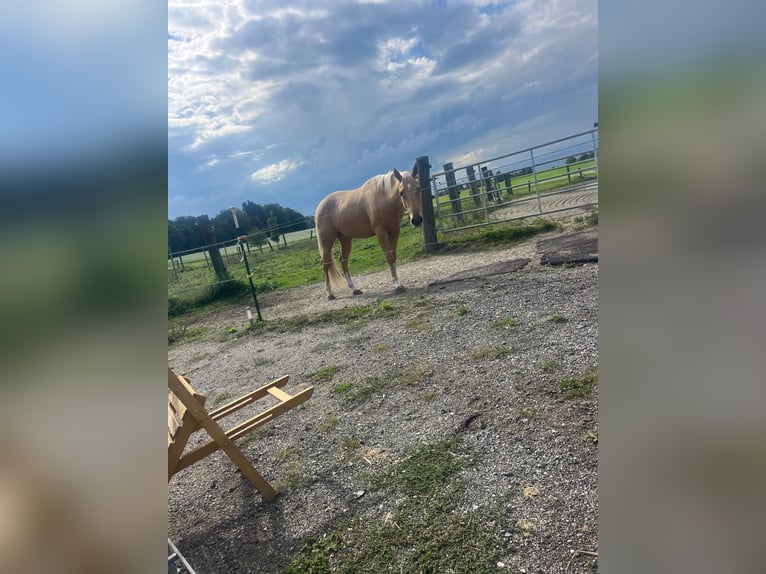 American Quarter Horse Ruin 3 Jaar 155 cm Palomino in Wasserburg am Inn