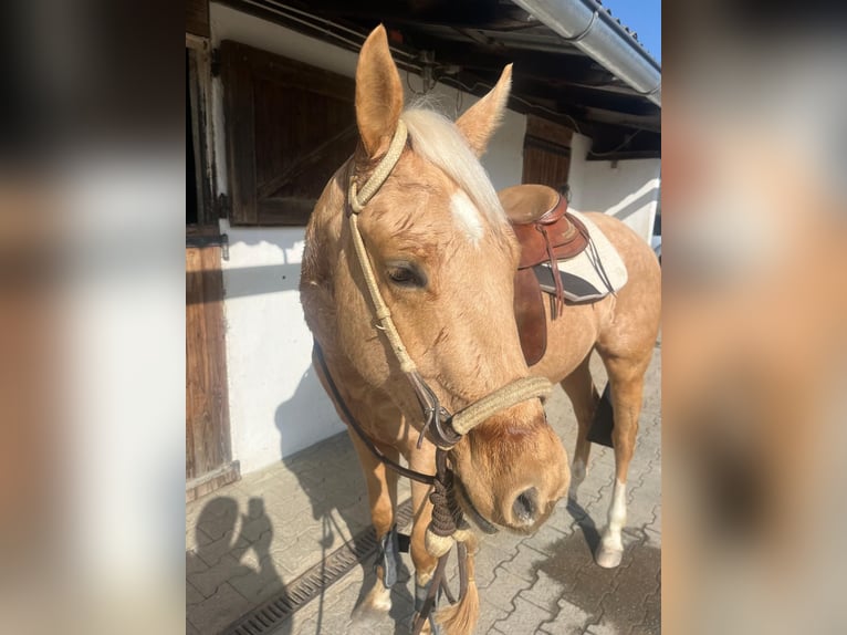 American Quarter Horse Ruin 3 Jaar 155 cm Palomino in Wasserburg am Inn