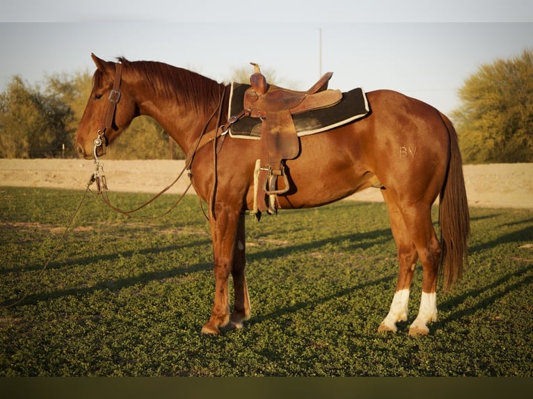 American Quarter Horse Ruin 3 Jaar 155 cm Roodvos in Phoenix