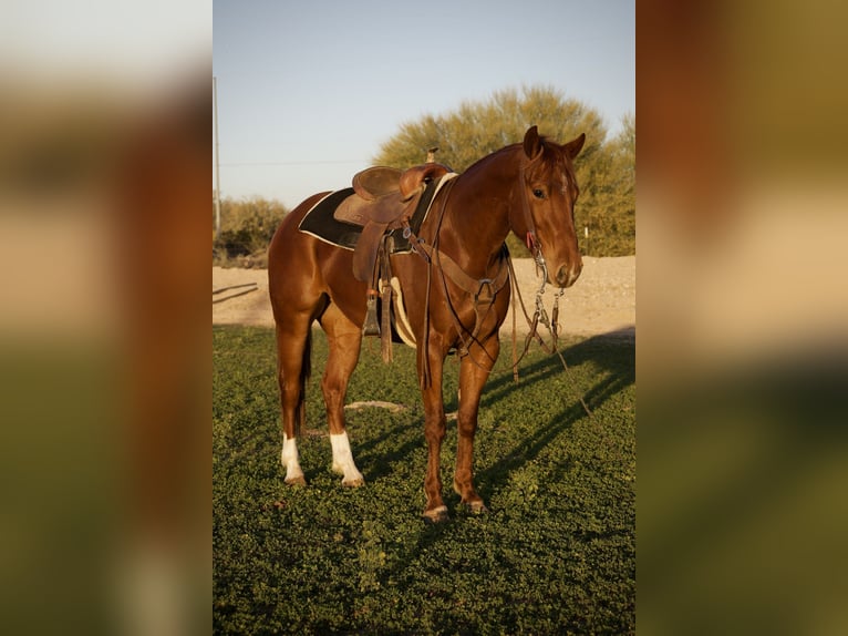 American Quarter Horse Ruin 3 Jaar 155 cm Roodvos in Phoenix