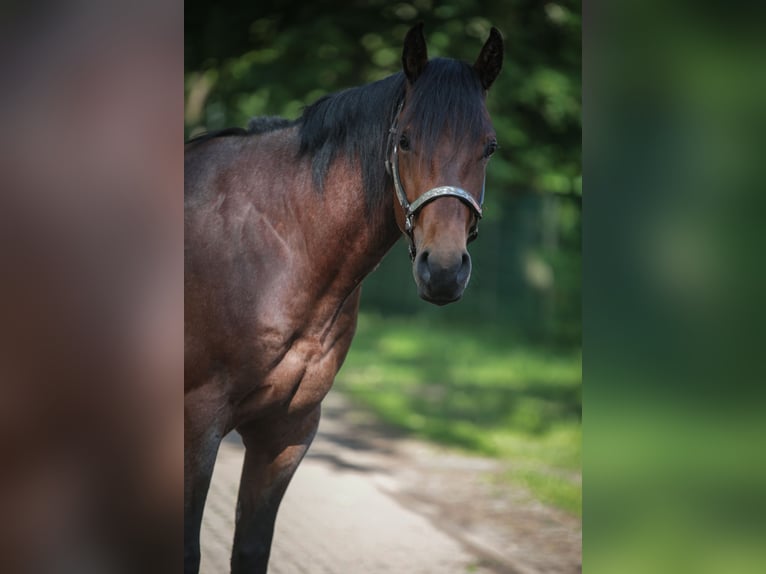 American Quarter Horse Ruin 3 Jaar 156 cm Roan-Bay in Marklohe