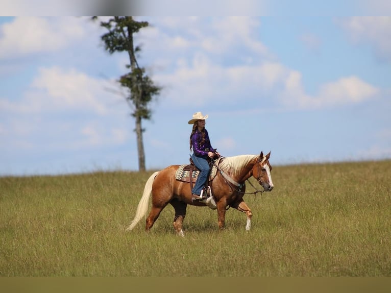 American Quarter Horse Ruin 3 Jaar 157 cm Palomino in Irvington, AL