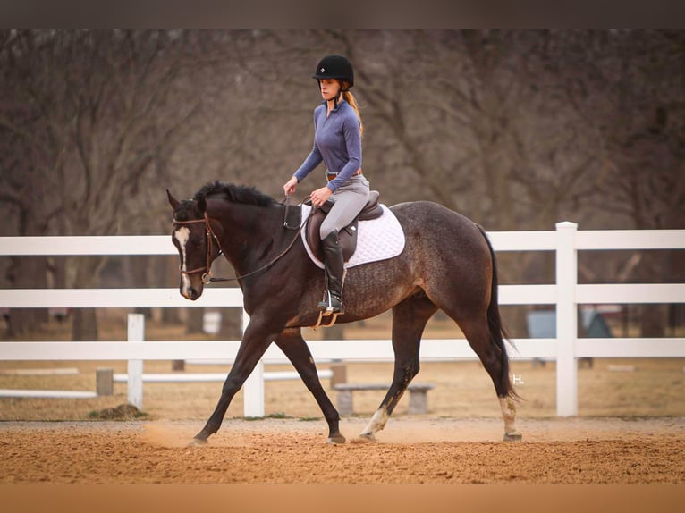 American Quarter Horse Ruin 3 Jaar 157 cm Roan-Bay in Weatherford TX