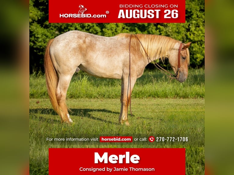 American Quarter Horse Mix Ruin 3 Jaar 157 cm Roan-Red in Auburn