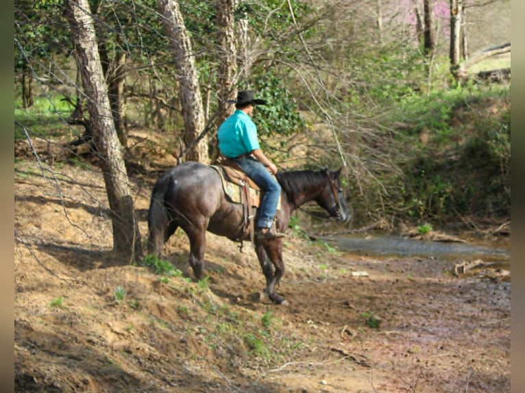 American Quarter Horse Ruin 3 Jaar 157 cm Schimmel in Rusk
