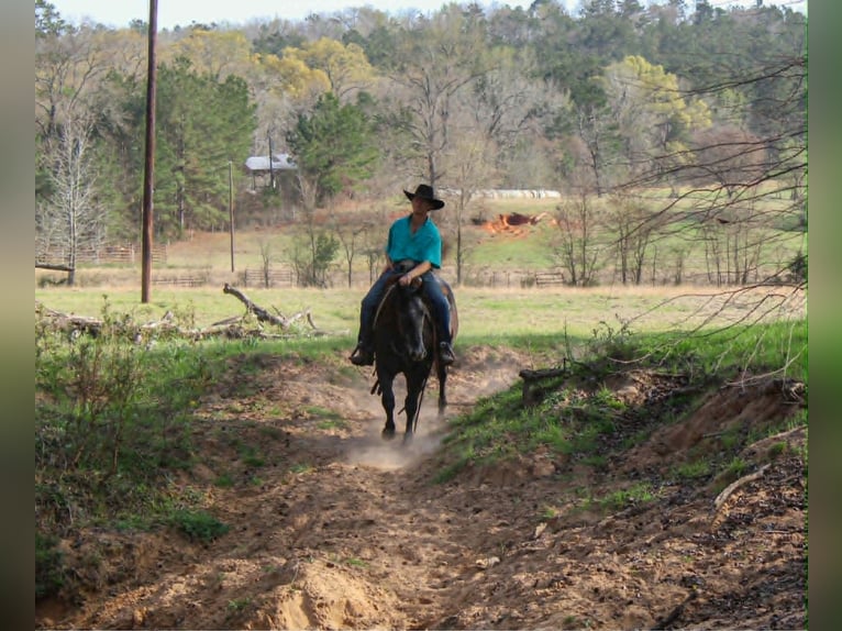 American Quarter Horse Ruin 3 Jaar 157 cm Schimmel in Rusk