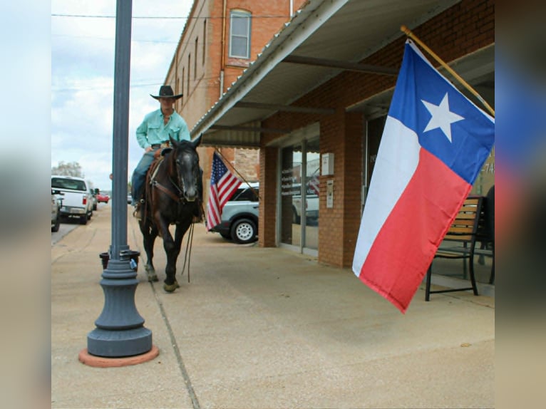 American Quarter Horse Ruin 3 Jaar 157 cm Schimmel in Rusk