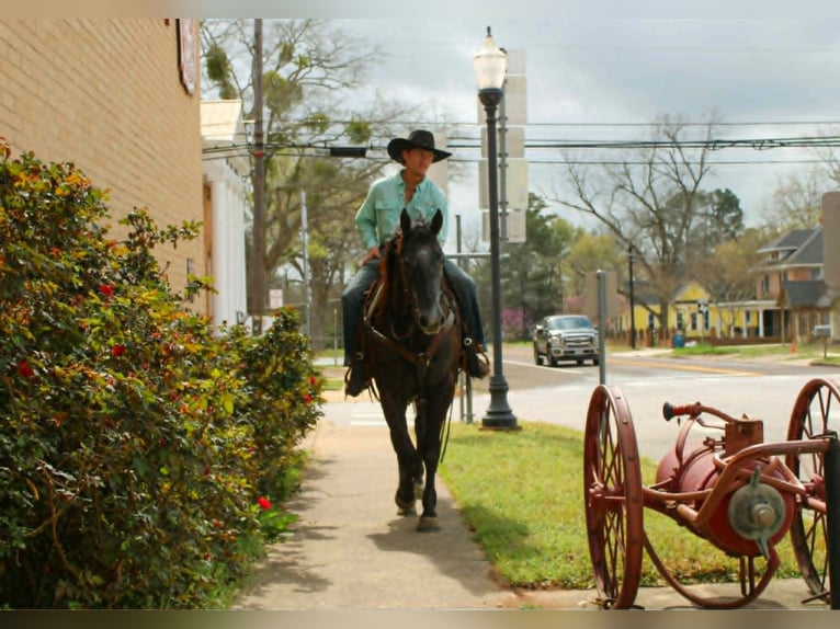 American Quarter Horse Ruin 3 Jaar 157 cm Schimmel in Rusk