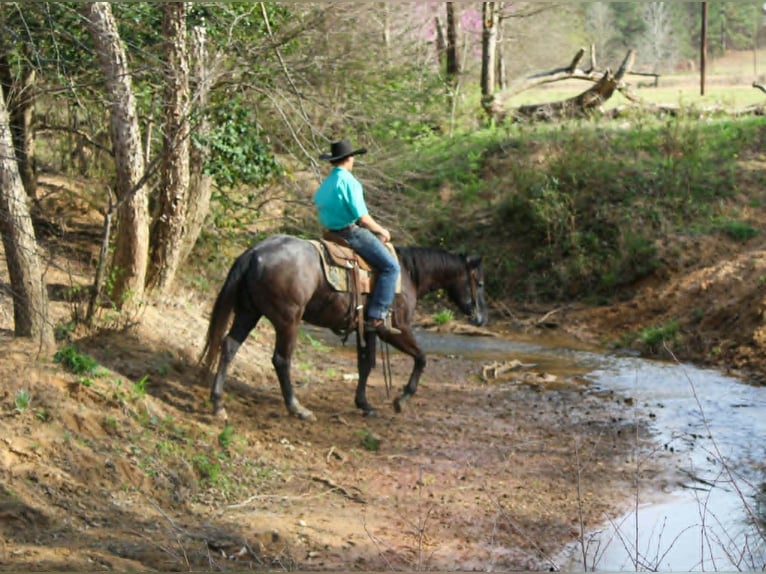 American Quarter Horse Ruin 3 Jaar 157 cm Schimmel in Rusk