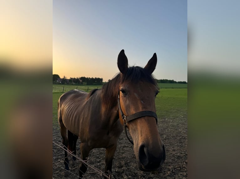American Quarter Horse Mix Ruin 3 Jaar 163 cm Donkerbruin in Kaltohmfeld