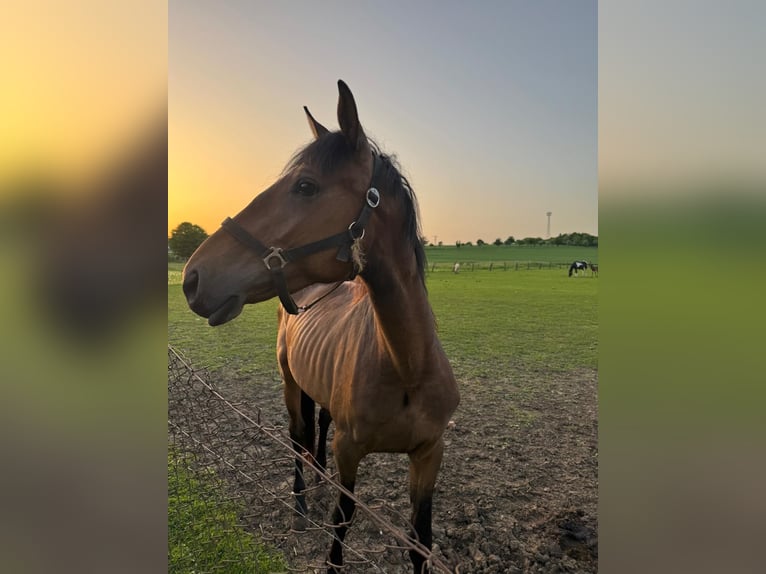 American Quarter Horse Mix Ruin 3 Jaar 163 cm Donkerbruin in Kaltohmfeld