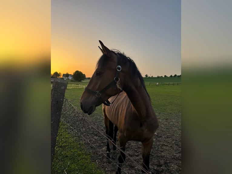 American Quarter Horse Mix Ruin 3 Jaar 163 cm Donkerbruin in Kaltohmfeld