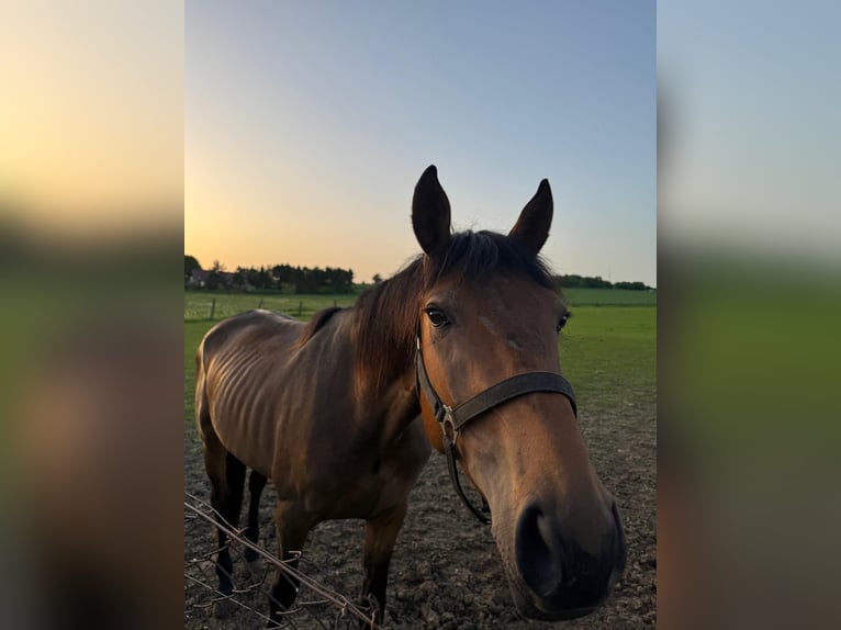 American Quarter Horse Mix Ruin 3 Jaar 163 cm Donkerbruin in Kaltohmfeld