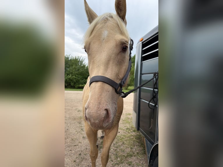 American Quarter Horse Ruin 3 Jaar 163 cm Palomino in Warren