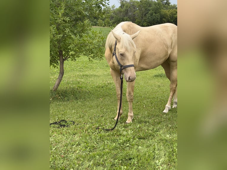 American Quarter Horse Ruin 3 Jaar 163 cm Palomino in Warren