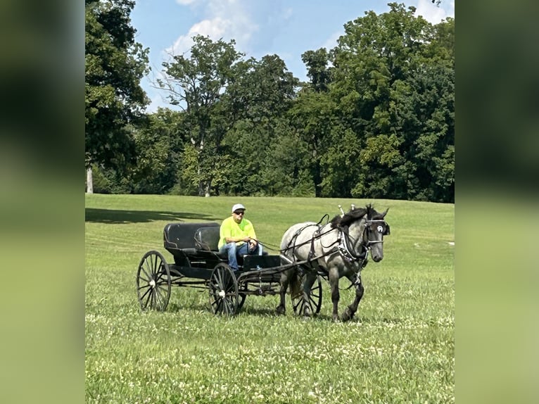 American Quarter Horse Mix Ruin 3 Jaar 163 cm Roan-Blue in Auburn, KY