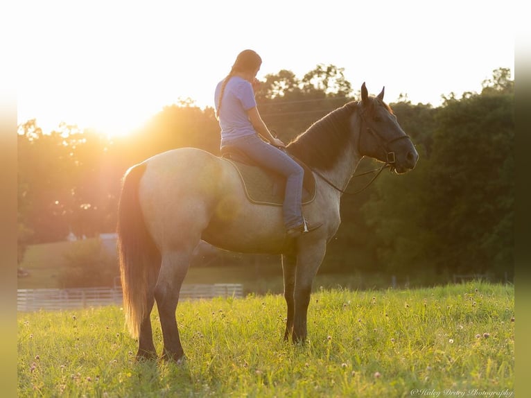 American Quarter Horse Mix Ruin 3 Jaar 163 cm Roan-Blue in Auburn, KY