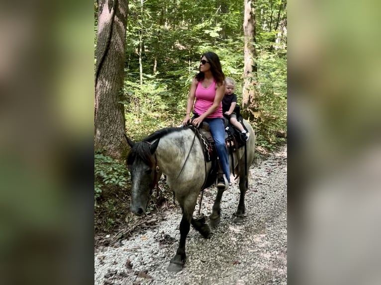 American Quarter Horse Mix Ruin 3 Jaar 163 cm Roan-Blue in Auburn, KY