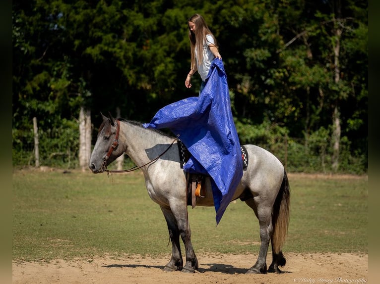 American Quarter Horse Mix Ruin 3 Jaar 163 cm Roan-Blue in Auburn, KY