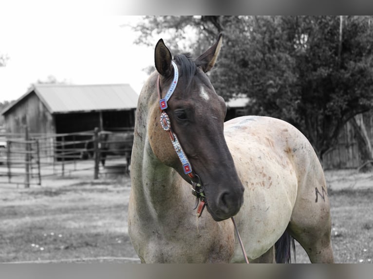 American Quarter Horse Ruin 3 Jaar 163 cm Roan-Blue in Fort Collins