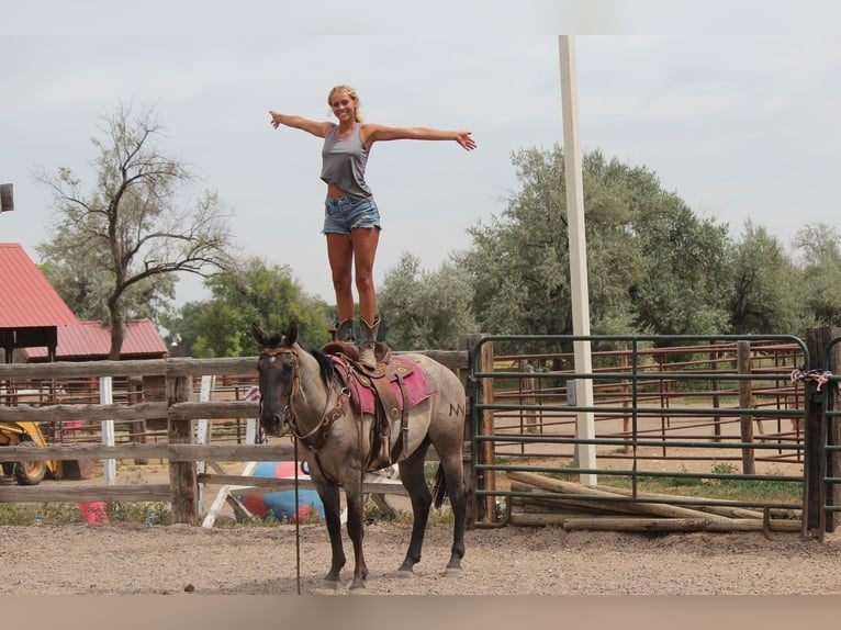 American Quarter Horse Ruin 3 Jaar 163 cm Roan-Blue in Fort Collins
