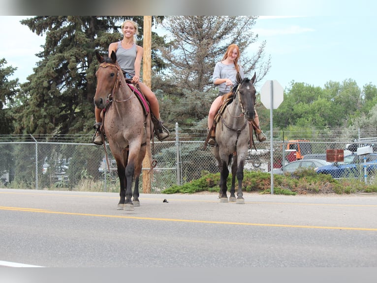 American Quarter Horse Ruin 3 Jaar 163 cm Roan-Blue in Fort Collins